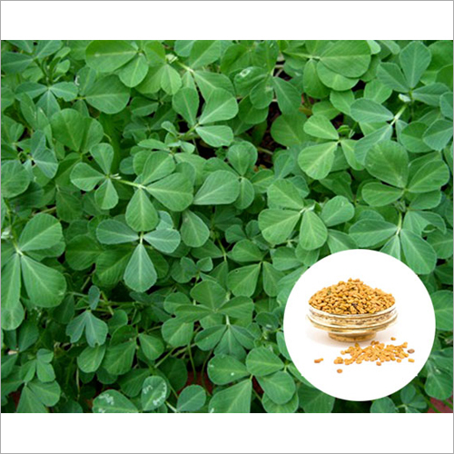 Fenugreek Extract Grade: Ayurvedic
