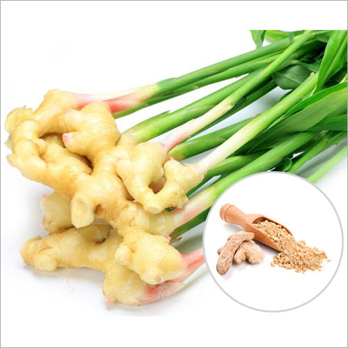Ginger Extract Grade: Ayurvedic