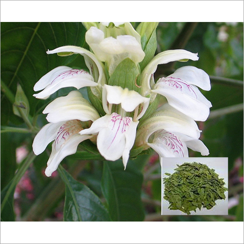Adhatoda Vasica Extract - Ayurvedic Herbal Extract, Personal Usage in Dry Place Storage