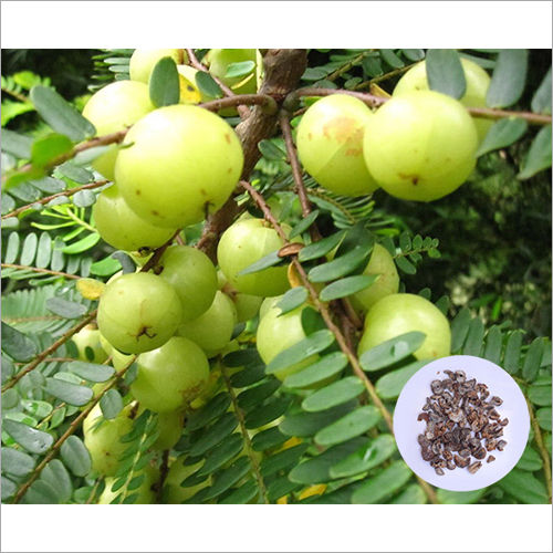 Amla Extract Grade: Ayurvedic