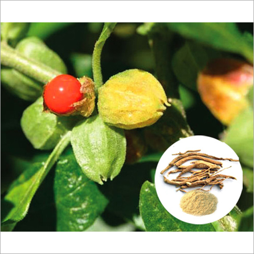 Ashwagandha Extract Grade: Ayurvedic