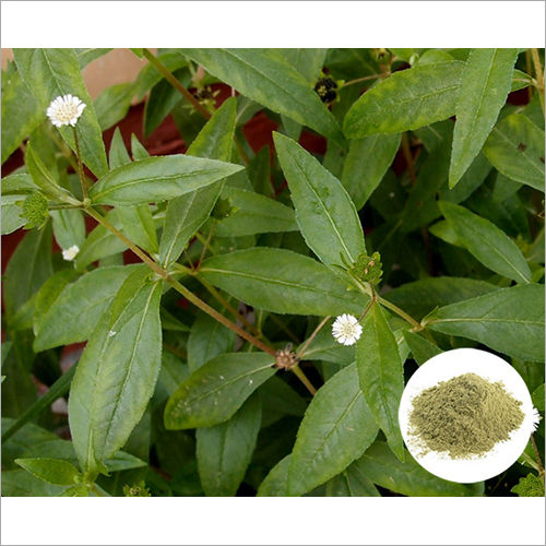 Eclipta Alba Extract Grade: Ayurvedic