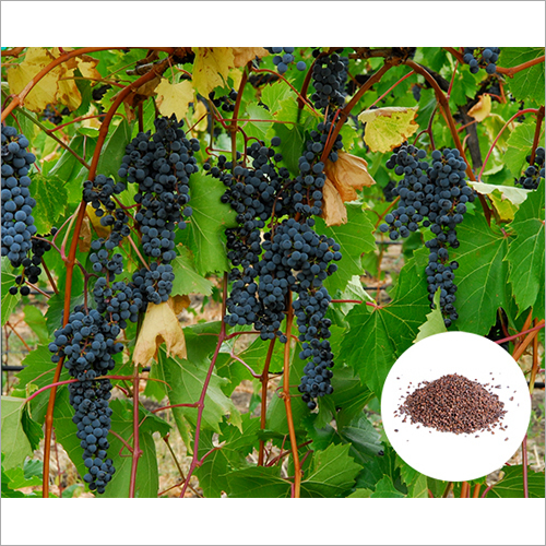 Grape Seed Extract Grade: Ayurvedic