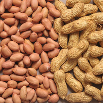 Fresh Groundnut
