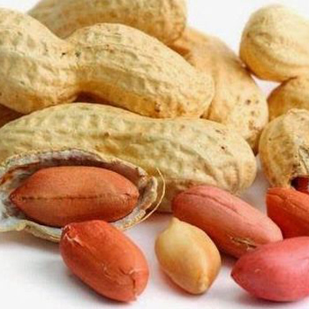 Fresh Groundnut