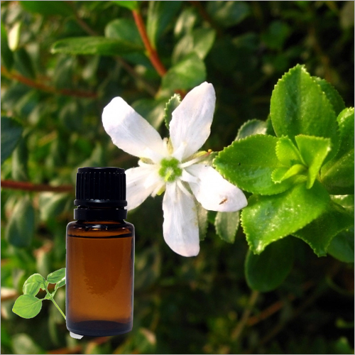 Buchu Oil Purity: 100 %