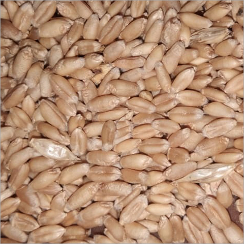 Normal Raw Wheat