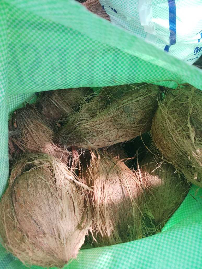 Fresh Coconut