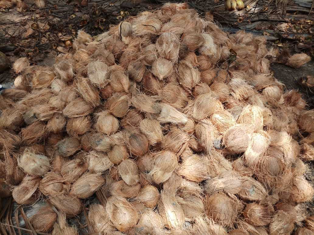 Fresh Coconut