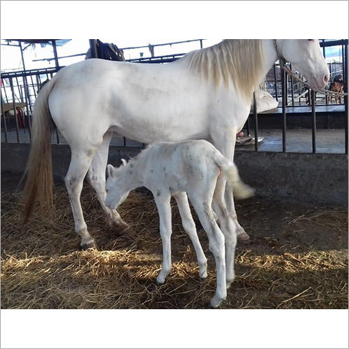 Filly White Horse Gender: Both