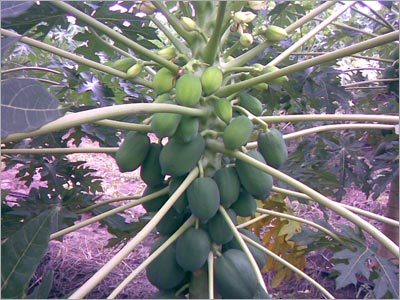 स्प्रिंकलर सिंचाई प्रणाली