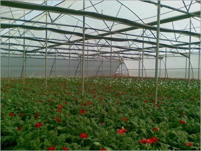 Modern Greenhouse Structure