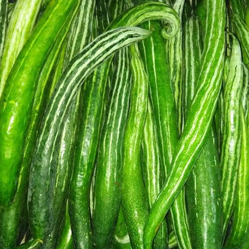 Fresh Zucchini Shelf Life: 1 Week