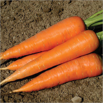 Fresh Carrot - 6-8 Inches Long, 1-2 Inches Diameter | Crisp Texture, Sweet Flavor, Tapered Shape, Vibrant Orange