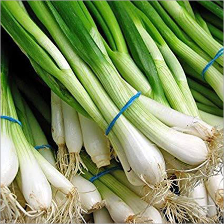 Fresh Spring Onion - Length 15-20cm, Diameter 1-2cm, Green Color | Crisp, Flavorful, Fresh, Nutritious, Versatile, Bundle Packaging