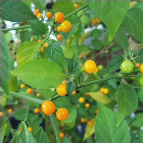 Hot Pepper Aji Charapita