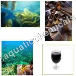 समुद्री शैवाल ध्यान