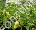 Cultivation Nets