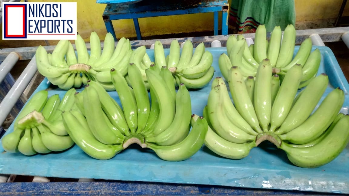 G9 Banana - Long & Round, 2 Kilograms | Sweet Taste, Attractive Yellowish Green Color, High Shelf Life Of 3 Weeks, Non-glutinous Variety
