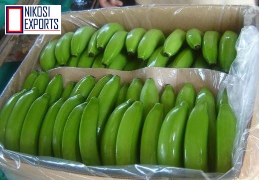 G9 Banana - Long & Round, 2 Kilograms | Sweet Taste, Attractive Yellowish Green Color, High Shelf Life Of 3 Weeks, Non-glutinous Variety