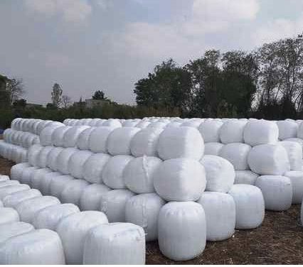Corn Silage - 60-100 Kg Round Bales, 30-40% Dry Matter, 60-70% Moisture | High Energy, Improved Digestion, Increased Yield, Palatable Feed, Reduced Costs