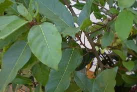 Gular Extract - Ficus Racemosa Dry Powder, Standardized For Tannins Min. 2.0% | Anti-diabetic, Anti-diarrheal, Antioxidant, Supports Respiratory And Urinary Health