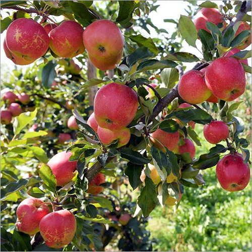 ऑर्गेनिक रेड जोना प्रिंस