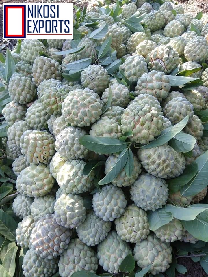 Green A Grade Custard Apple