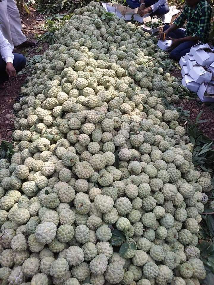 Fresh Custard Apple - A Grade 10 Kg Carton | Sweet Green Fruit, 85% Maturity, 1 Week Shelf Life