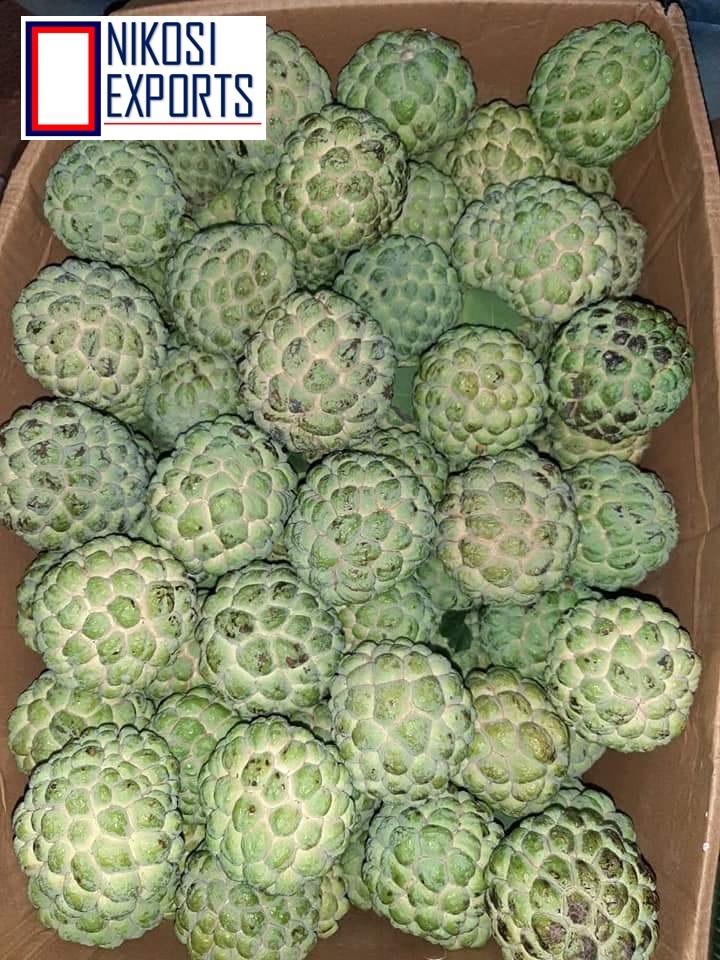 Organic Custard Apples - A Grade Quality, 10 Kg Carton Packaging | Sweet Taste, 85% Maturity, 1 Week Shelf Life