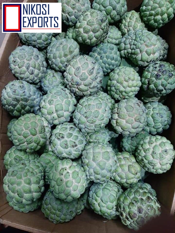 Organic Custard Apples - A Grade Quality, 10 Kg Carton Packaging | Sweet Taste, 85% Maturity, 1 Week Shelf Life