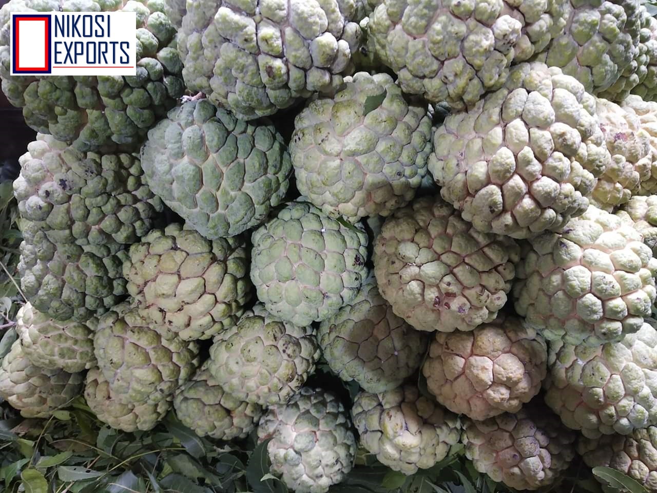 Organic Custard Apples - A Grade Quality, 10 Kg Carton Packaging | Sweet Taste, 85% Maturity, 1 Week Shelf Life