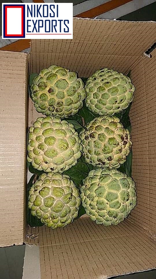 Organic Custard Apples - A Grade Quality, 10 Kg Carton Packaging | Sweet Taste, 85% Maturity, 1 Week Shelf Life