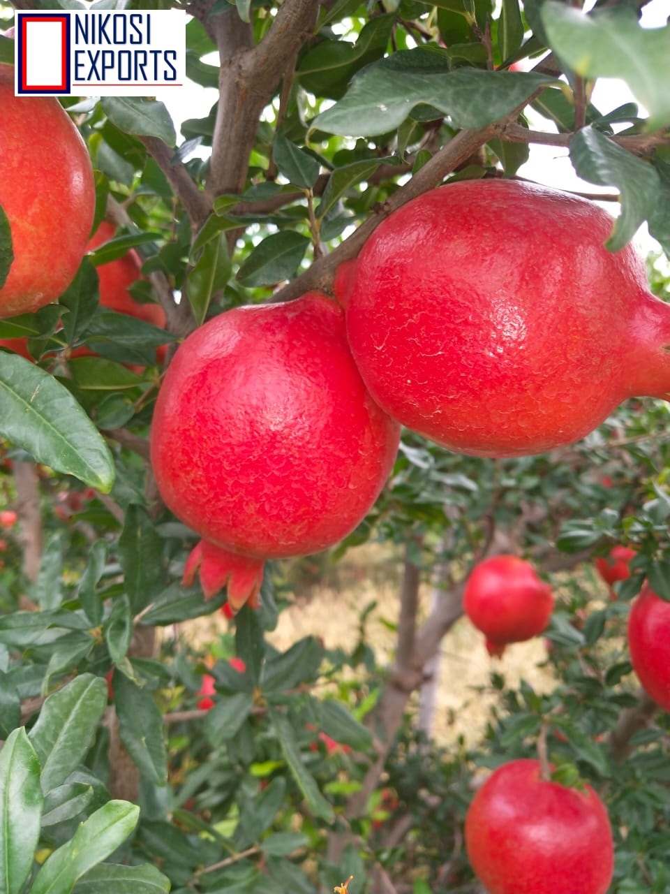 Organic A Grade Anar