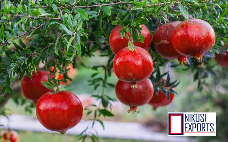 Red Export Quality Pomegranates