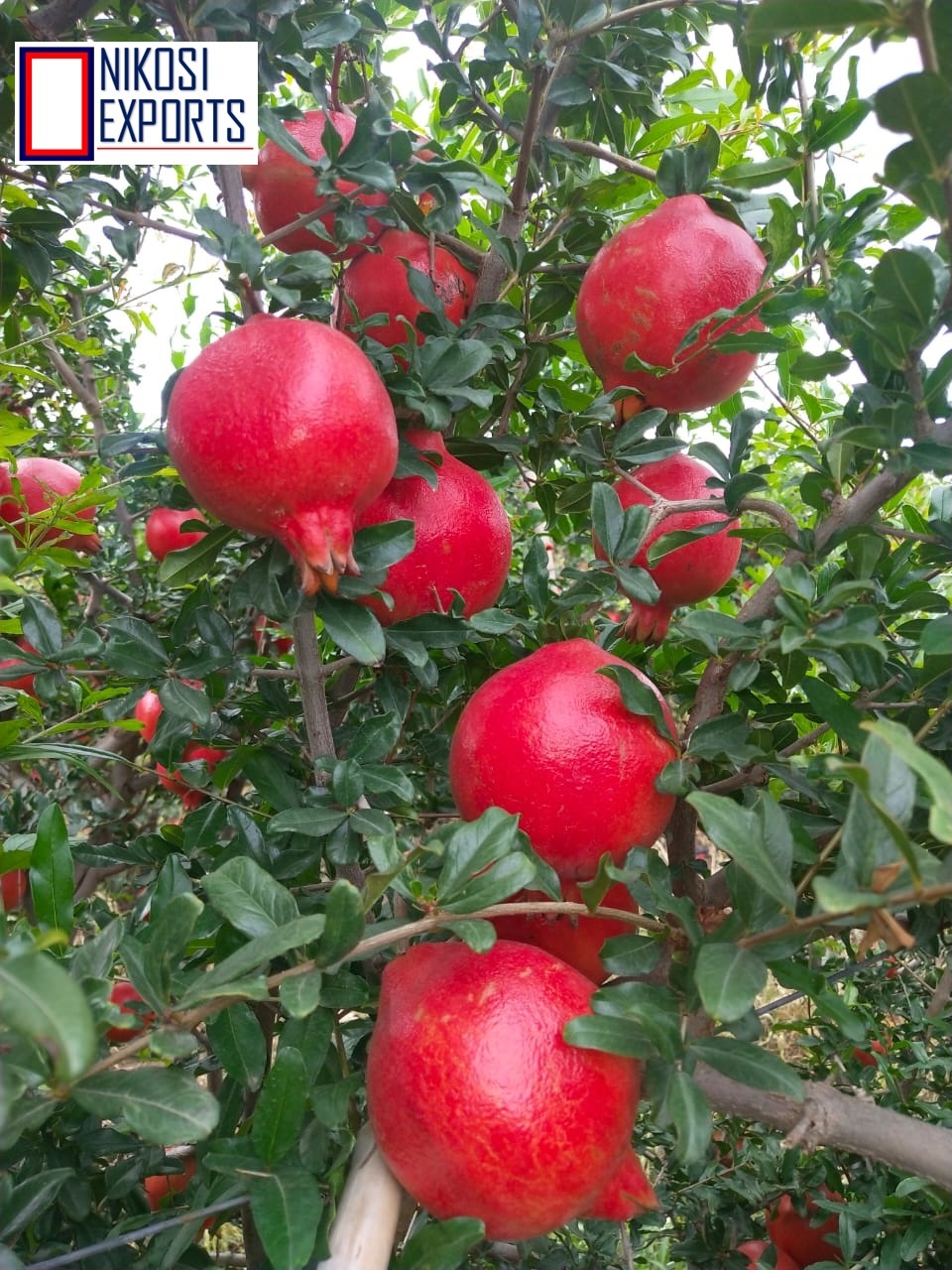 Red Export Quality Pomegranates
