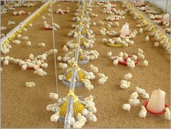 चेन फीडिंग सिस्टम