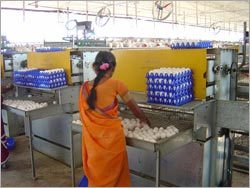 स्वचालित अंडा संग्रह के साथ घोंसला