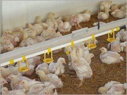 निप्पल ड्रिंकिंग सिस्टम