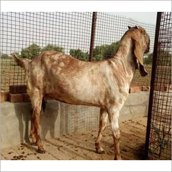 Totapuri Totapari Goat