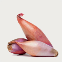 Shallot - Elongated, Variable Weight Purple Bulbs | Easy to Grow, Flavorful Taste, Nutrient-Rich, Rich Aroma, Versatile Use