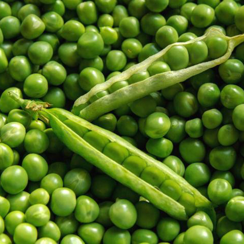 Pea Seeds