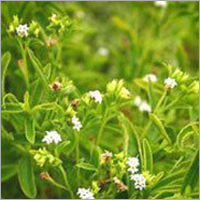 Stevia Plants