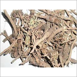 अकरकरा, पेलेटरी (Anacyclus Pyrethrum)