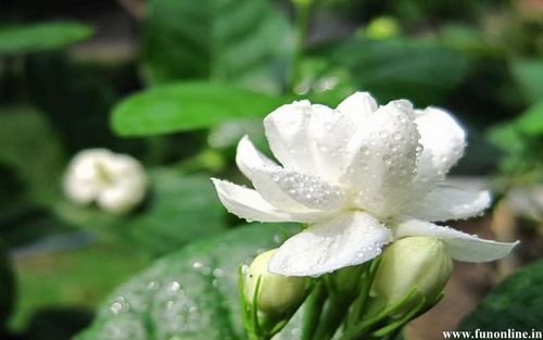 JASMINE OIL