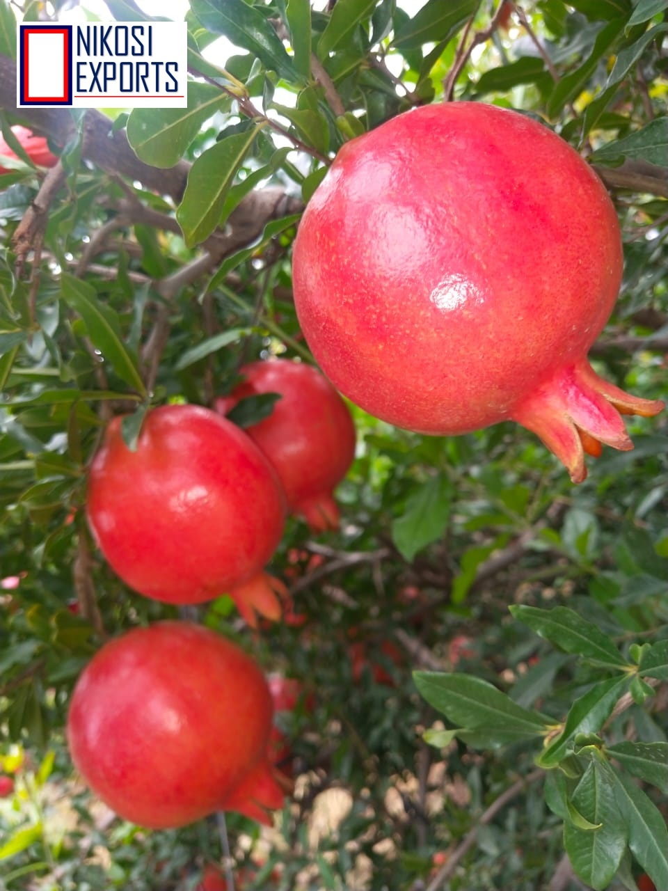 Pomegranate - 10 Kg Carton Packaging, Natural Color, Sweet Taste, Whole Fruit, 90% Maturity, Nature Cultivation Type, Antioxidant-rich