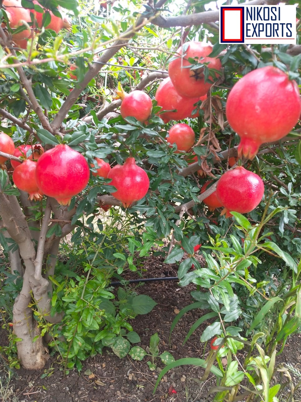 Pomegranate - 10 Kg Carton Packaging, Natural Color, Sweet Taste, Whole Fruit, 90% Maturity, Nature Cultivation Type, Antioxidant-rich