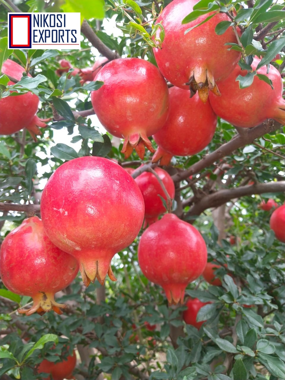 Pomegranate - 10 Kg Carton Packaging, Natural Color, Sweet Taste, Whole Fruit, 90% Maturity, Nature Cultivation Type, Antioxidant-rich
