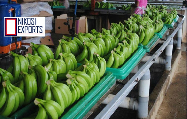 Green Cavendish Bananas Origin: Tamilnadu