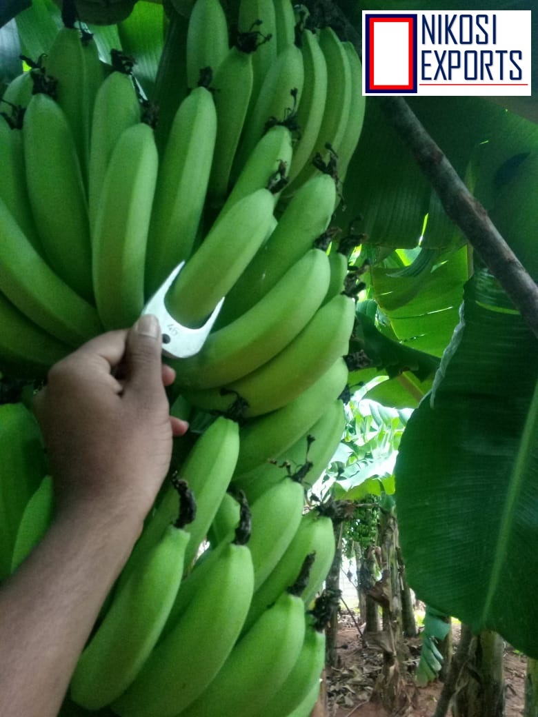 Green Cavendish Bananas Origin: Tamilnadu